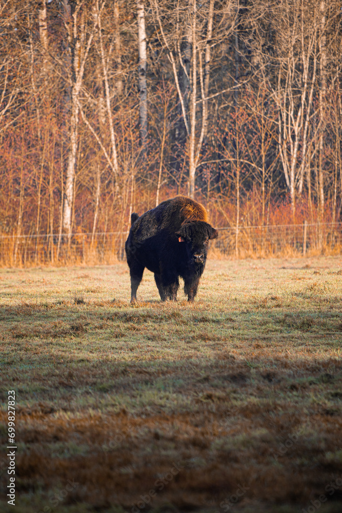 a bison in a field with trees in the background a bison in a field with trees in the background