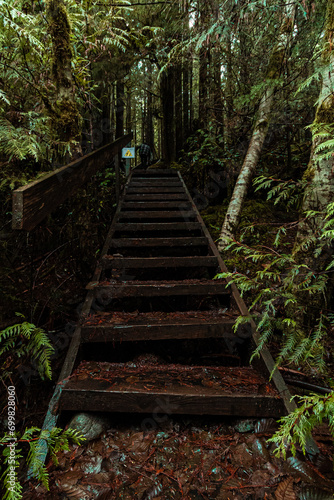 steps in lush, green forest
