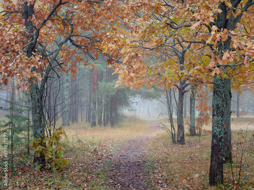 Foggy autumn day in the forest: nature of Northern Europe.