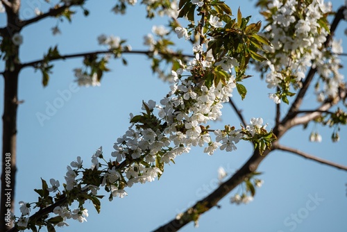 White cherry blossoms on branches, spring fruit tree bloom