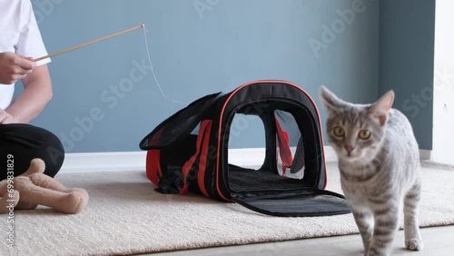 cat playing with pet carrier , owner training cat to be accustomed to pet carrier photo