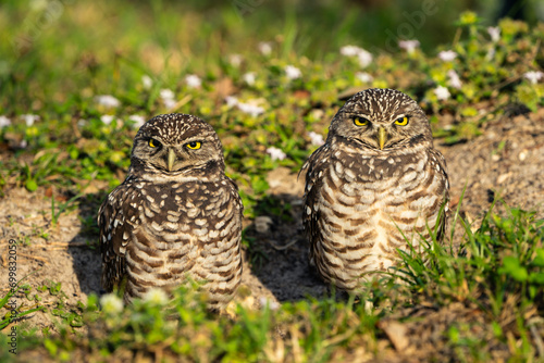 Burrowing Owl