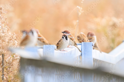 可愛いスズメ（スズメ科）の群れ。

日本国茨城県水戸市、涸沼にて。
2023年12月24日撮影。

Flocks of lovely Tree Sparrow (Passer montanus, family comprising sparrows) .

At Hinuma swamp, Mito, Ibaraki, Japan,
photo by December 24, 2023.
 photo