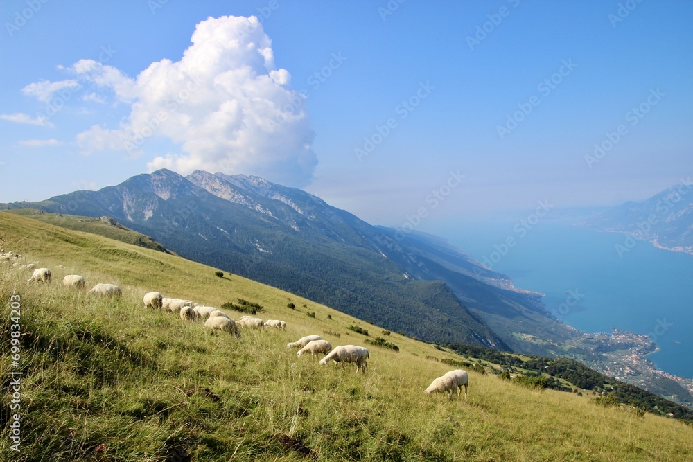 Lake garda, landscape with sheep