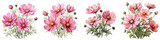 Pink cosmos flowers bud and leaves Hyperrealistic Highly Detailed Isolated On Transparent Background Png File