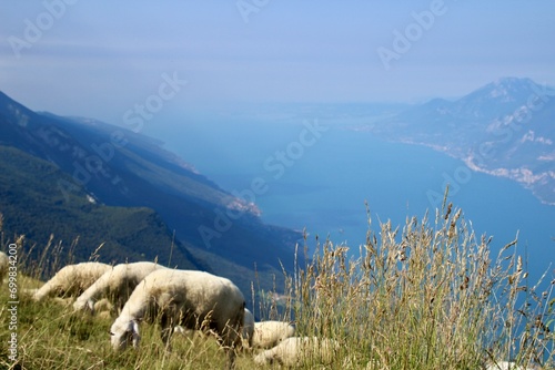Lake garda  landscape with sheep