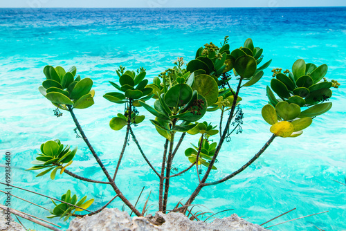 Giant Milkweed  growing out of rocks near the shore in Bonaire, Leeward Antilles photo