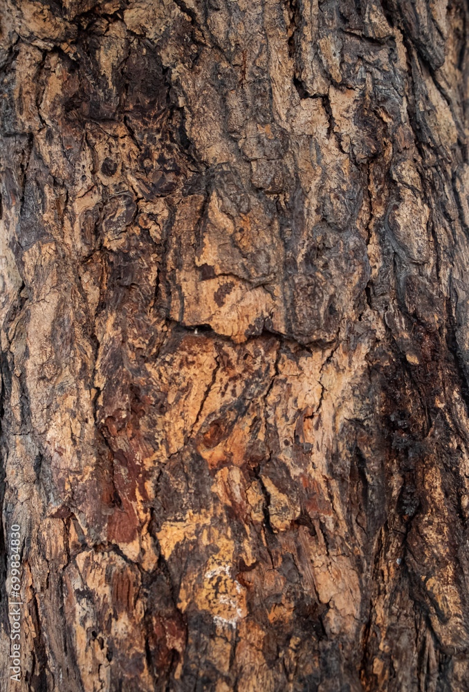 Texture of bark of a trunk on a living tree. Texture of bark of a trunk on a living tree.