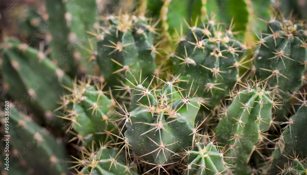 Exotic and herbal in essence, the cactus displays a dense cluster of green spines and needles, a botanical beauty ideal for green-themed wallpaper Exotic and herbal in essence, the cactus displays a dense cluster of green spines and needles, a botanical beauty ideal for green-themed wallpaper