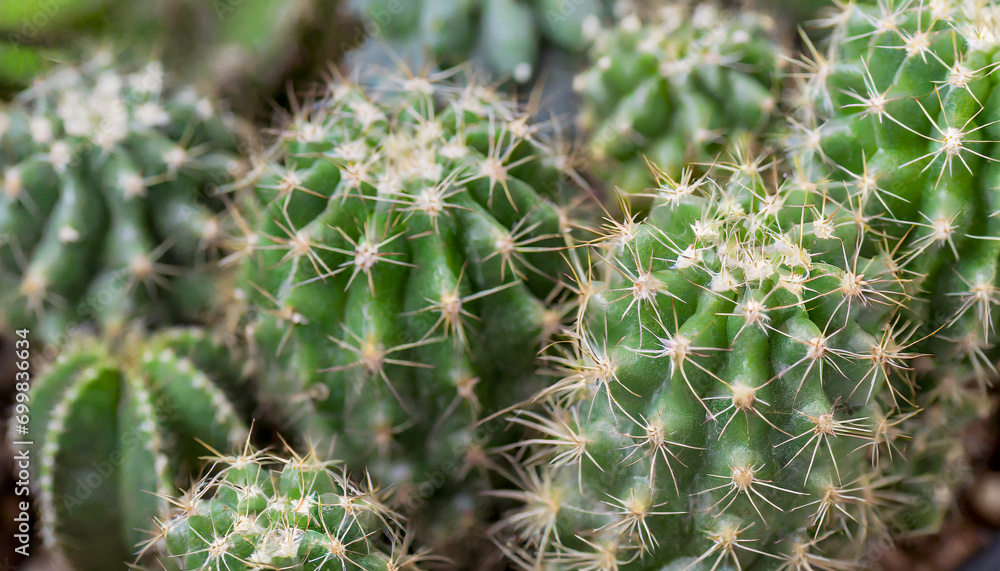 An exotic cactus stands out with its botanical array of sharp spines and needles, a green symbol of the herbal world perfect for nature-themed wallpaper An exotic cactus stands out with its botanical array of sharp spines and needles, a green symbol of the herbal world perfect for nature-themed wallpaper