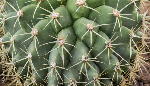 A close-up view captures the sharp spines and needles of a green cactus, showcasing the exotic, botanical beauty in a vivid, stem-focused wallpaper