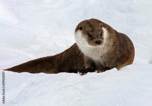 River otter is semi-aquatic predatory mammal from the marten family.
