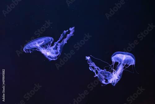 Group of Sanderia Malayensis, Amakusa Jellyfish swimming in aquarium pool with blue neon light. Theriology, biodiversity, undersea life, aquatic organism photo