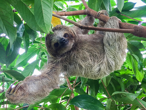 Beautiful sloth from Costa Rica © Jeser