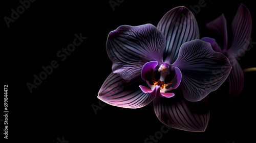 Dark purple orchid on black background