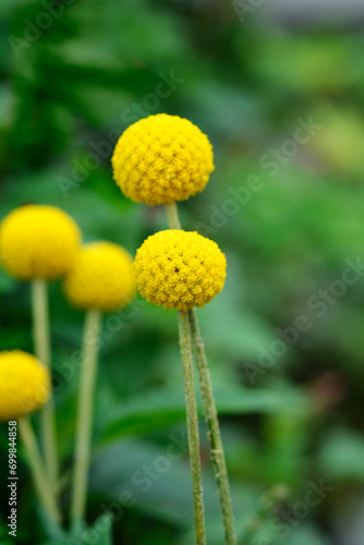 Golden billy-buttons flowers