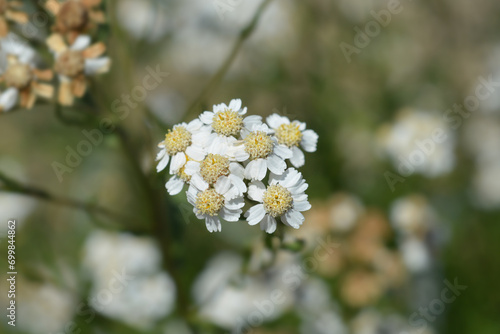 Sneezewort yarrow flowers photo
