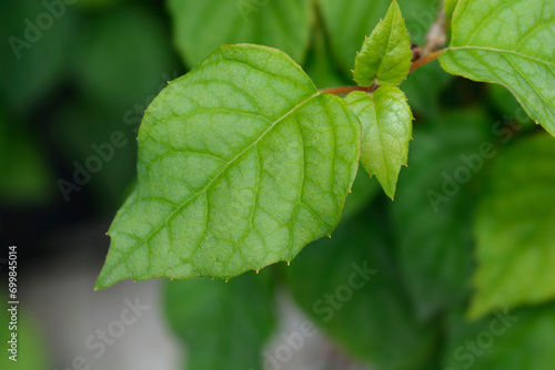 False hydrangea Moonlight leaves
