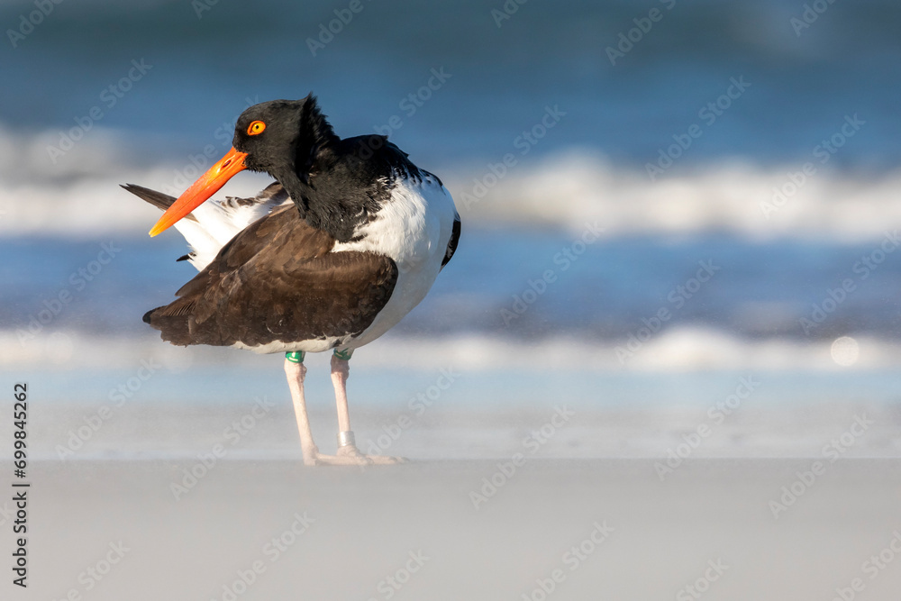 Banded American Oyster Catcher Bird Masons Inlet Wrightsville Beach North Carolina Banded American Oyster Catcher Bird Masons Inlet Wrightsville Beach North Carolina