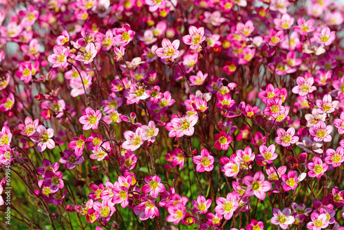 Bild auf Leinwand Blühender Moos-Steinbrech, Saxifraga, Nahaufnahme
