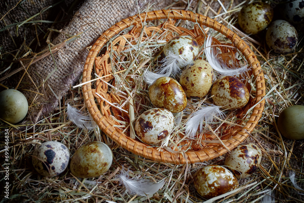 Quail eggs, raw, against the background of dry grass Quail eggs, raw, against the background of dry grass
