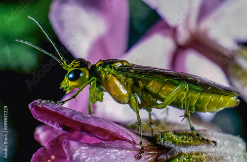 Close-up of a Green Sawfly (Rhogogaster viridis) photo