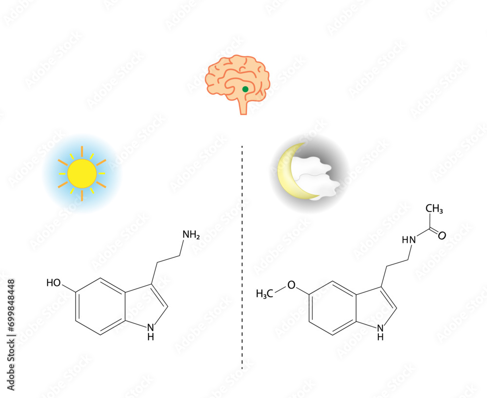 Fotografia Pineal gland hormones