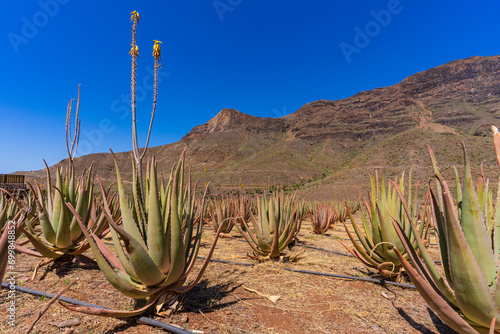 Aloe Vera plantation on the Canary Island of Gran Canaria