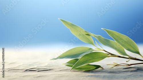 Fresh olive leaves against a serene blue background, a symbol of peace and a fresh start.