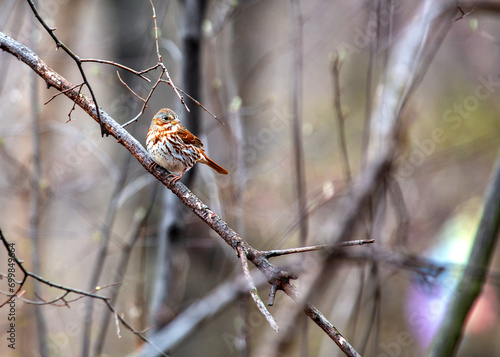 Quadro su tela Fox Sparrow (Passerella iliaca) Outdoors