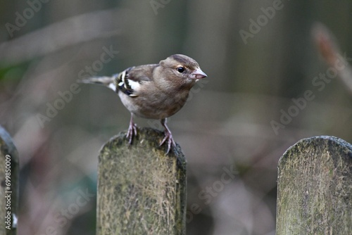Wild birds in the garden