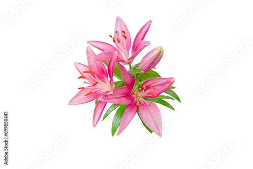 Pink lily flowers bunch isolated transparent png. Asiatic hybrids lilium plant. 