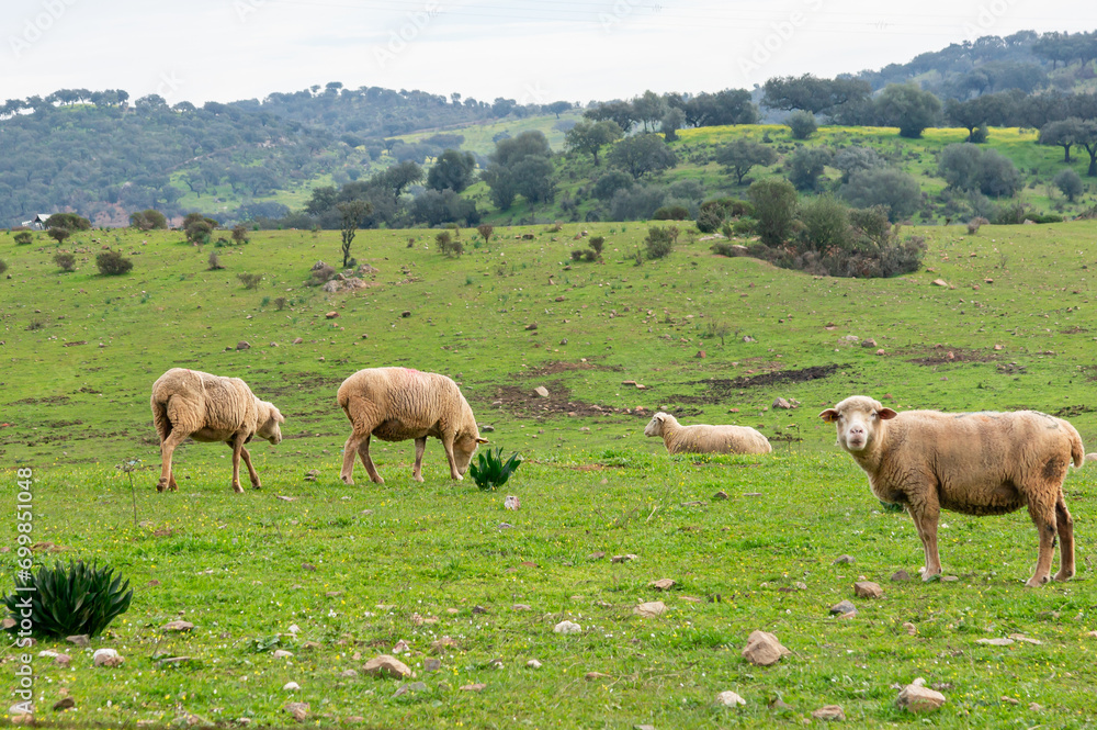 Sheep Landscape: Gray Winter Charm with Merino Sheep Grazing in the Green Meadow. Sheep Landscape: Gray Winter Charm with Merino Sheep Grazing in the Green Meadow.