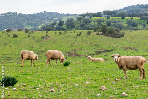 Sheep Landscape: Gray Winter Charm with Merino Sheep Grazing in the Green Meadow.