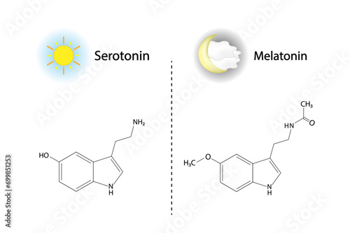 Pineal gland hormones. Serotonin and melatonin. Circadian rhythm regulation. Endocrine system. Vector illustration. Medical poster.