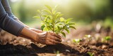 Hands planting a tree, fostering environmental growth and promoting eco-friendly agriculture and conservation.
