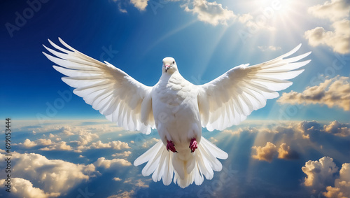 White dove against the sky with clouds
