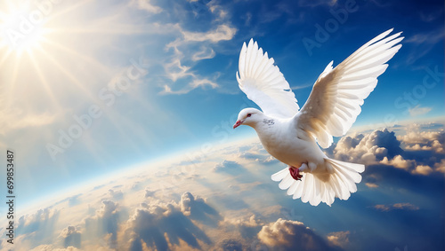 White dove against the sky with clouds freedom