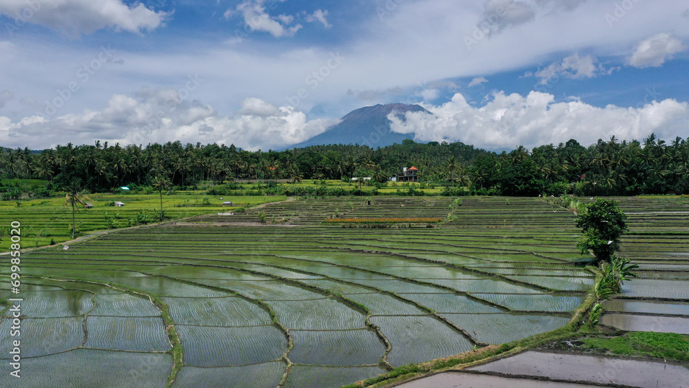 A serene view of lush green rice fields with a majestic mountain in the background under a blue sky