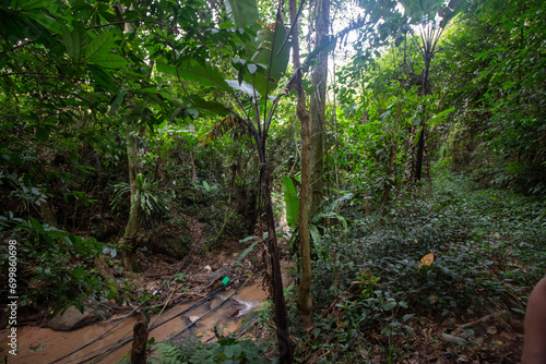 A lush green forest with a small path leading through dense vegetation