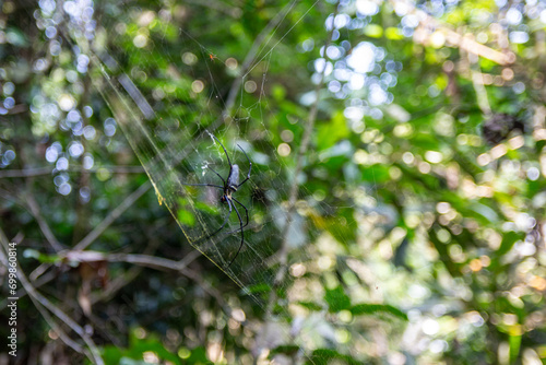 A spider at the center of its intricate web in a natural wooded setting