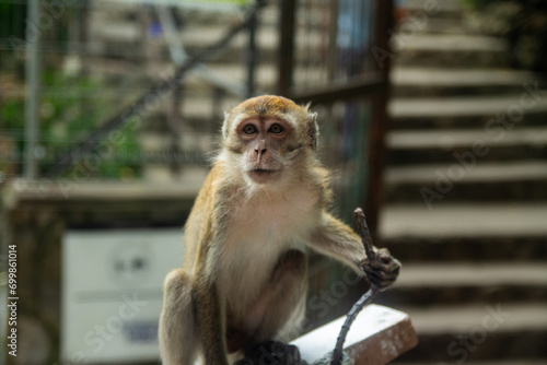 A curious monkey perched on a railing with a soft-focused background. © Marcel