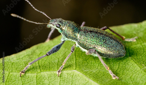 Fotografía macro de bicho, escarabajo verde