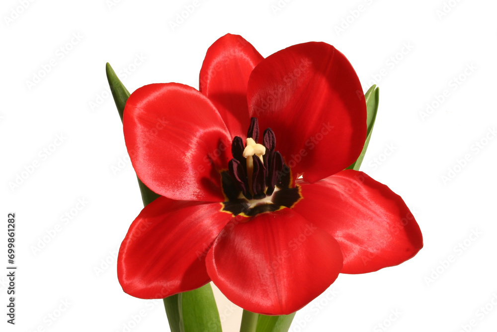 Naklejka premium red tulip isolated on white