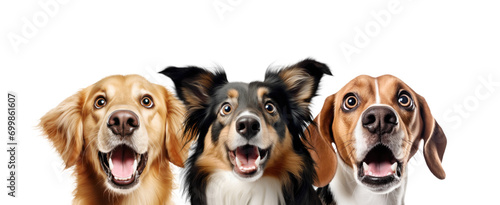 Portrait of Three Surprised Dogs (Golden Retriver, Collie, Beagle). Isolated on White and PNG Transparent Background.