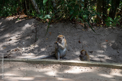 Принти на полотні A monkey sitting by the path with a baby monkey, eating under the shade of trees