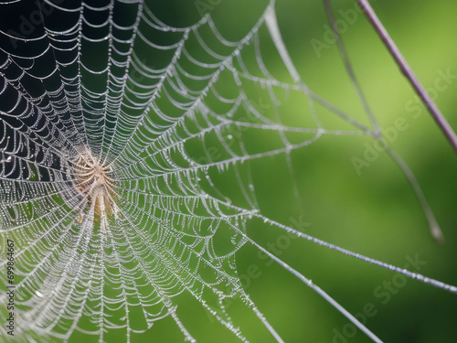 Capturing the intricate beauty of Absolute Reality Spider Webs—a mesmerizing macro masterpiece.