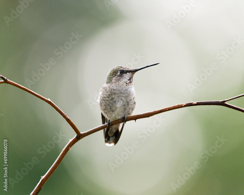 Wild Annas hummingbird on perch with green bokeh background creating spot highlight photo