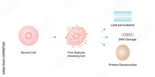 Oxidative Stress Process Scientific Design. Vector Illustration.	