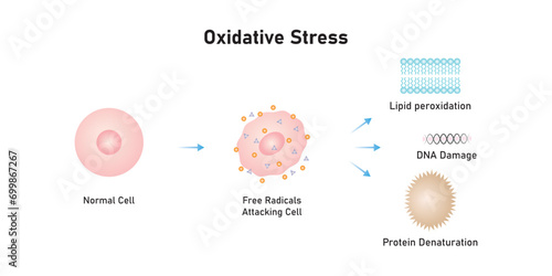 Oxidative Stress Process Scientific Design. Vector Illustration.	